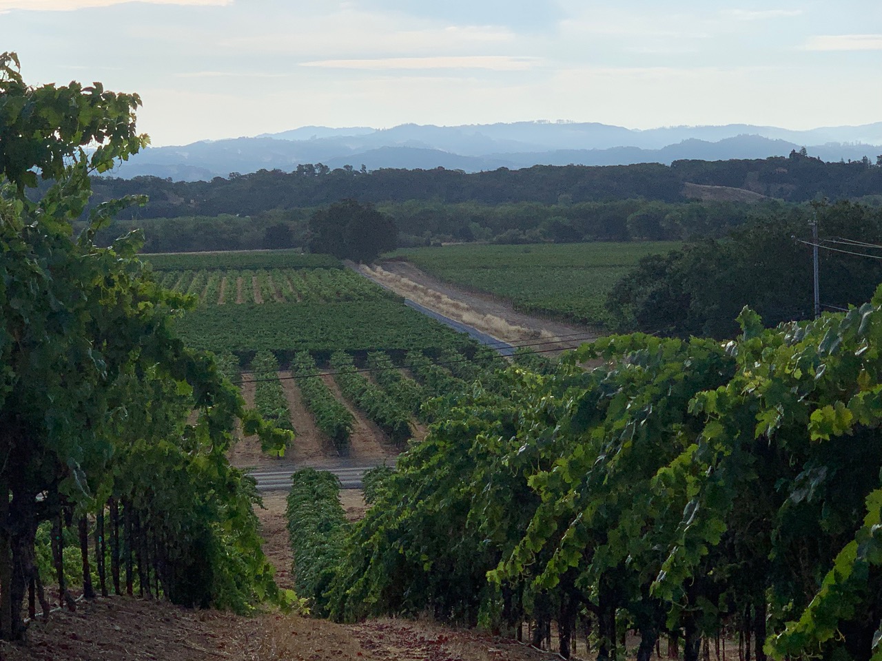 Zinfandel vines on a hillside slope at Bacigalupi Vineyard, Frost Ranch, in Healdsburg California.