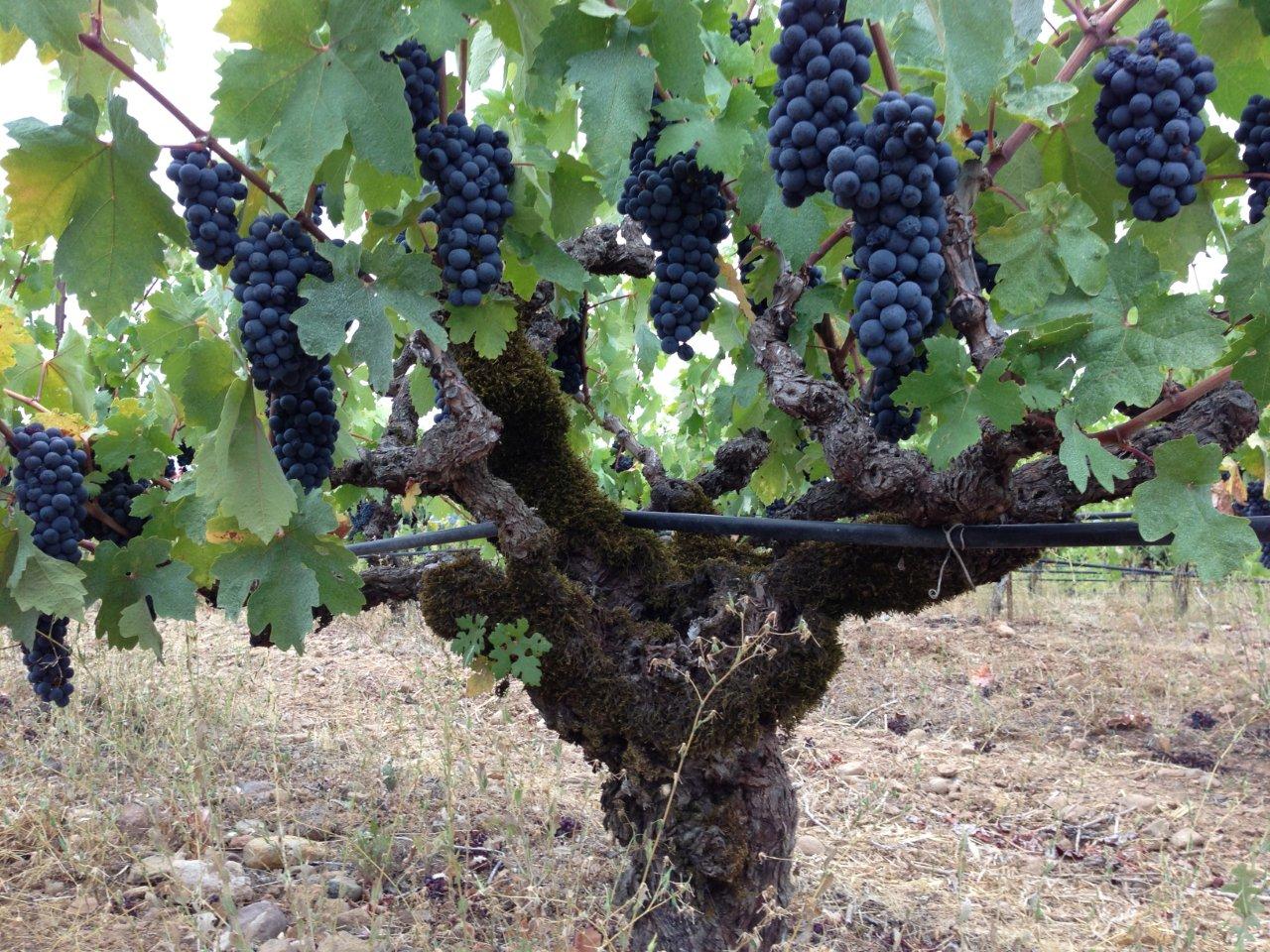 Old vine Zinfandel at Bedrock Vineyard in the heart of Sonoma Valley.