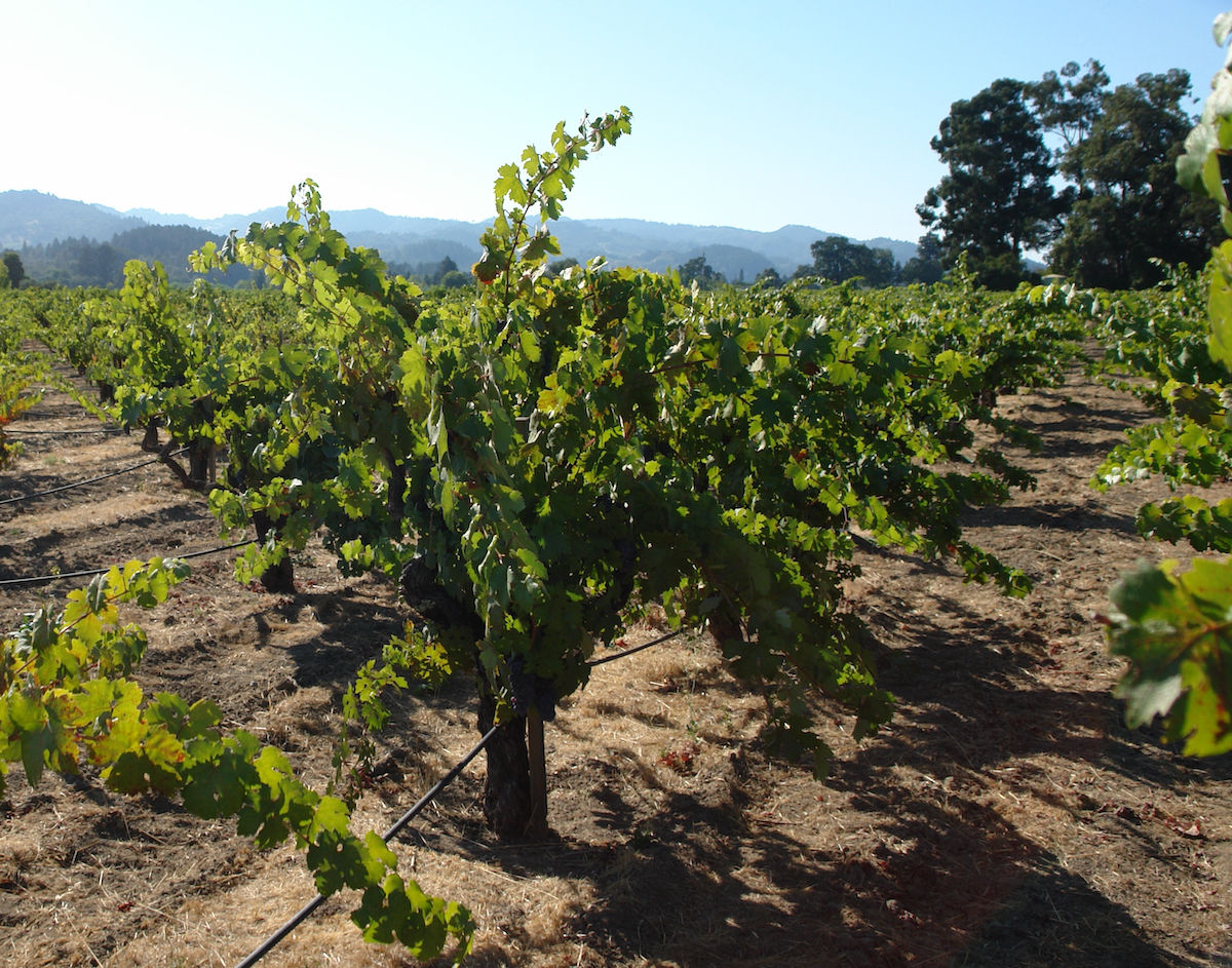 Old vine Zinfandel at Dickerson Vineyard in the heart of Napa Valley.