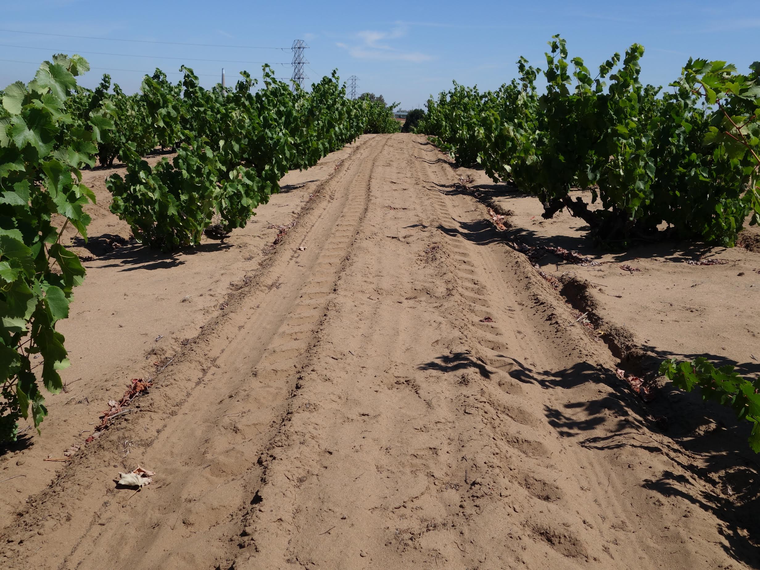 Tractor tracks in the Delhi sand at Oakley Road Vineyard, Contra Costa County.