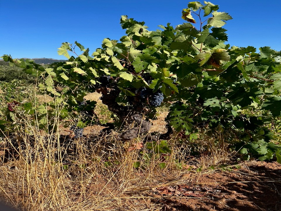 Zinfandel vines in the early morning sun at the Vogensen Vineyard in Dry Creek Valley.